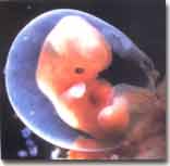 Dezvoltarea embrionara saptamana a 6-a