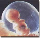 Dezvoltarea embrionara saptamana a 7-a