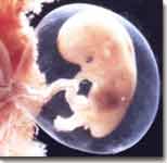 Dezvoltarea embrionara saptamana a 8-a