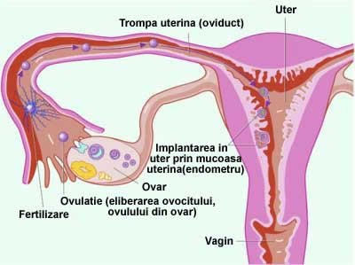 Ovar, Ovulatie (eliberarea ovocitului, ovulului din ovar), Fecundarea, Ferilizarea, Conceptia, Transportul oului (zigotului) prin trompa uterina (oviduct), Uter, Implantarea in uter a oului (Nidatia), Vagin