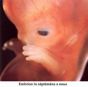 Copil nenascut, embrion in saptamana a 9-a de la conceptie